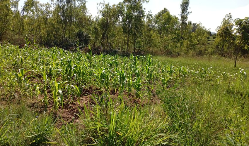 LAND FOR SALE 50X100